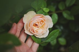maja-petric-unsplash
