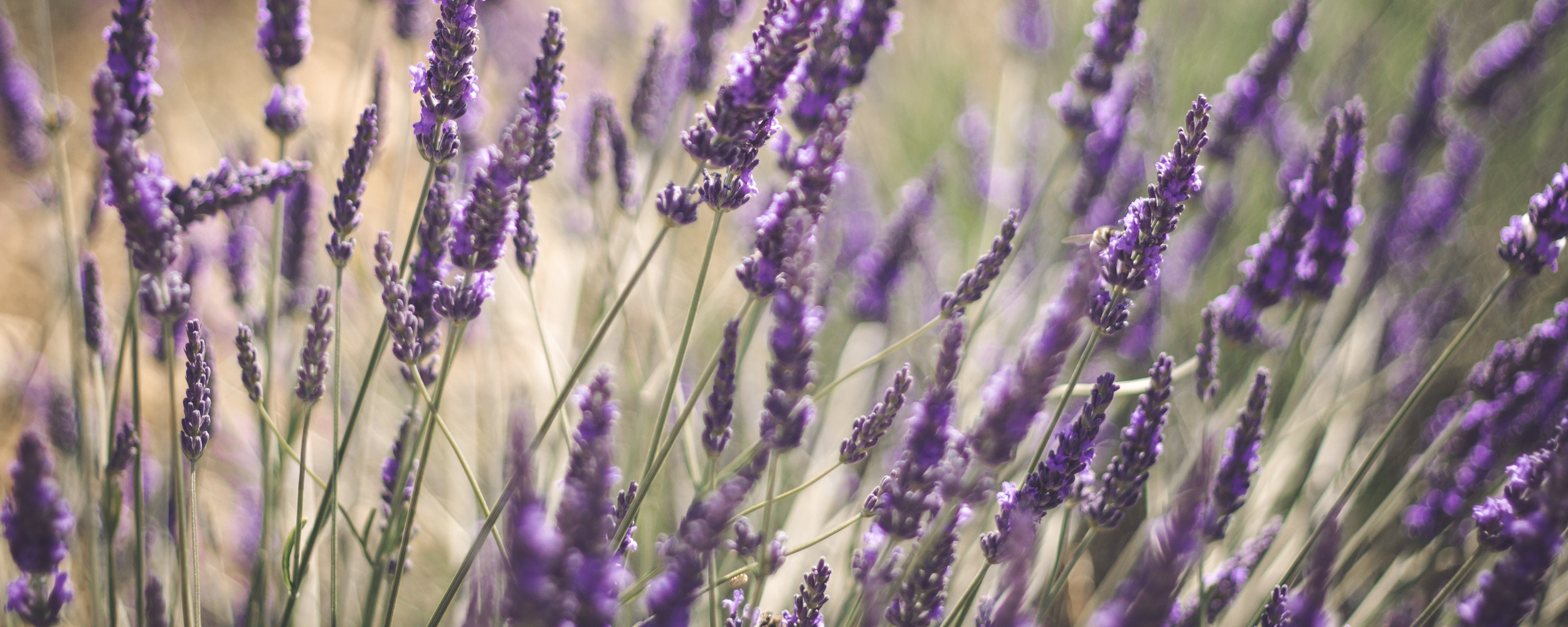 Thatcher-and-Thorne-Slider-2